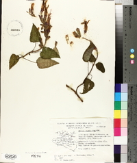 Salvia cardinalis image