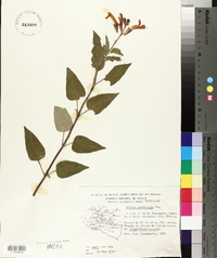 Salvia cardinalis image
