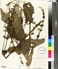 Salvia pratensis image