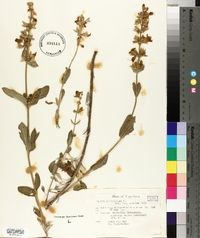 Salvia officinalis image