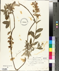 Salvia officinalis image