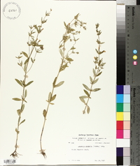 Clinopodium glabellum image