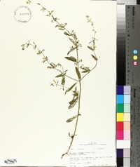 Clinopodium glabellum image