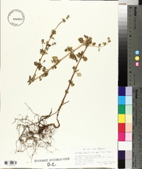 Calamintha nepeta image