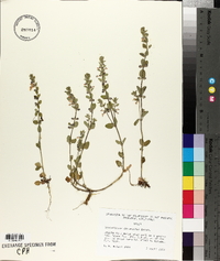 Scutellaria drummondii image