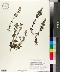 Scutellaria drummondii image