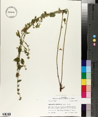Image of Scutellaria caudifolia