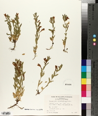 Scutellaria angustifolia image
