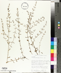 Clinopodium arkansanum image