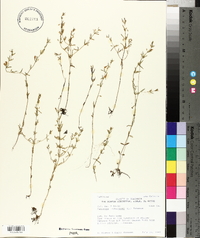 Clinopodium arkansanum image