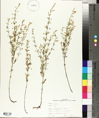 Clinopodium arkansanum image