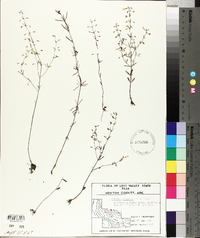 Clinopodium arkansanum image