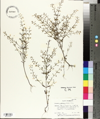 Clinopodium arkansanum image