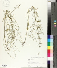 Clinopodium arkansanum image