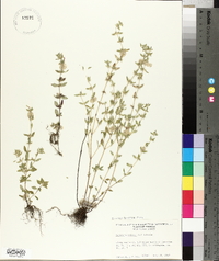 Calamintha acinos image