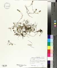 Calamintha acinos image