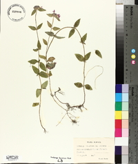 Clinopodium vulgare image