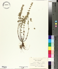 Calamintha acinos image