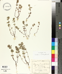 Calamintha acinos image