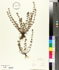 Calamintha acinos image
