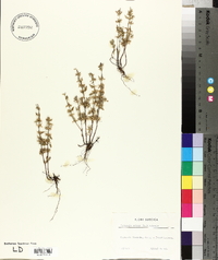 Calamintha acinos image