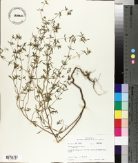 Satureja hortensis image