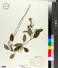 Scutellaria incana var. punctata image