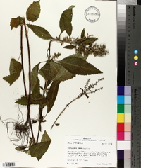 Scutellaria incana image