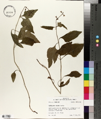 Scutellaria incana image