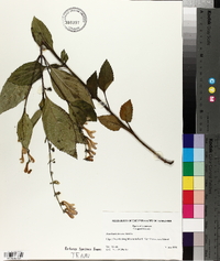 Scutellaria incana image