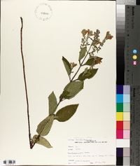 Scutellaria incana image