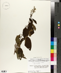 Scutellaria incana image