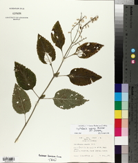 Scutellaria incana var. incana image