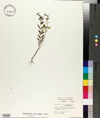 Scutellaria integrifolia var. integrifolia image