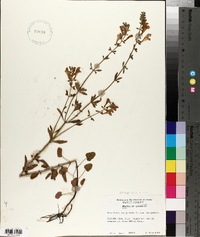 Scutellaria integrifolia var. integrifolia image