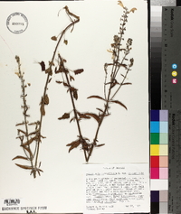 Scutellaria integrifolia var. integrifolia image