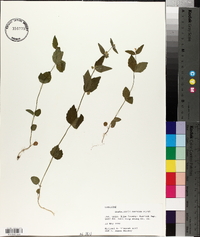 Scutellaria nervosa image