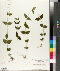 Scutellaria nervosa image