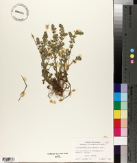 Scutellaria microphylla image