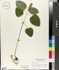 Scutellaria ovata image