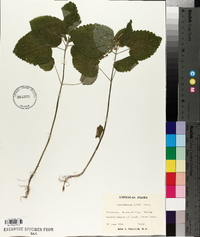 Scutellaria ovata image