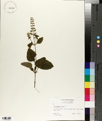 Scutellaria ovata image