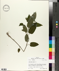 Scutellaria ovata image