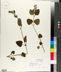 Scutellaria ovata image
