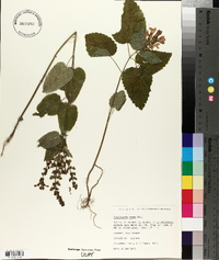 Scutellaria ovata image