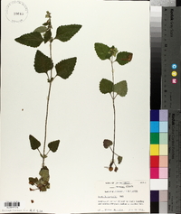 Scutellaria ovata image