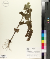 Scutellaria ovata image