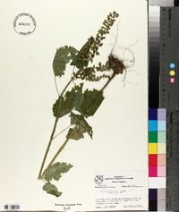 Scutellaria ovata image