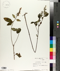 Scutellaria ovata image