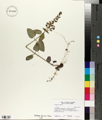 Scutellaria ovata image